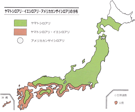ヤマトシロアリ・イエシロアリ・アメリカカンザイシロアリの分布図