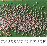 アメリカカンザイシロアリの糞