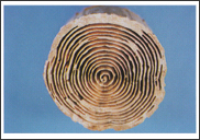 シロアリは木材の軟らかい春材部分を好んで食べます。