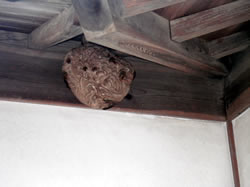 軒下のハチの巣